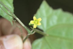 Bryonopsis laciniosa